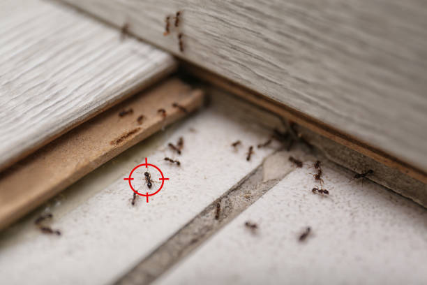 Best Wasp Removal Services  in Santa Claus, IN